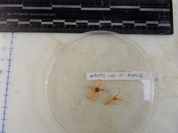 Media type: image;   Invertebrate Zoology 137792